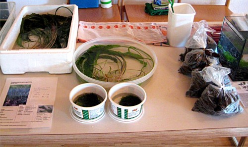 Wasserpflanzenangebot